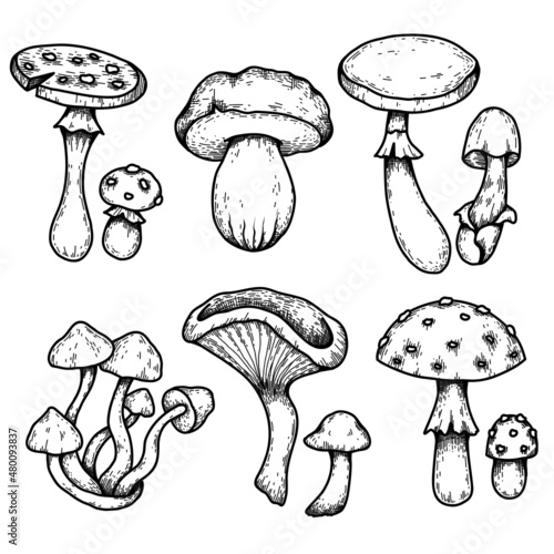 Vector set of sketches of various poisonous mushrooms with hatching. Amanita and false mushrooms. Monochrome clipart for logos and labels. Contour drawing of dangerous fungus.