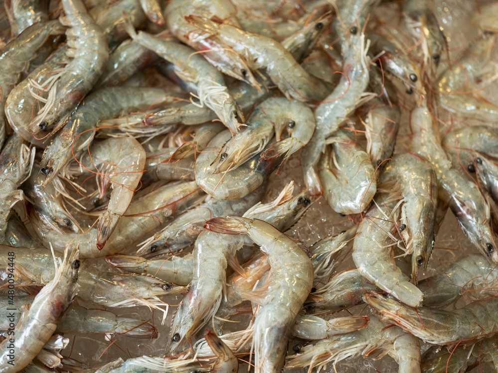 fresh shrimps on the market fresh shrimps on the market