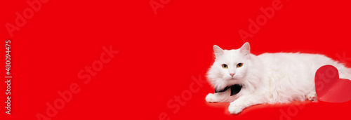 Fototapeta a white fluffy Maine Coon cat, sitting face forward in a black bow tie, on a red background, with a heart