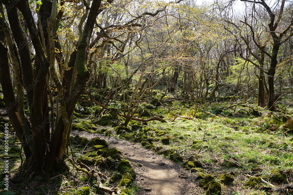 Fototapeta premium a refreshing forest in the sunlight
