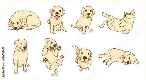 Cartoon Playful Labrador retriever dog ,puppy illustration collection