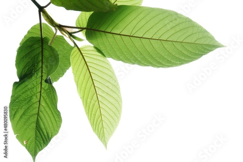 Close up Kratom leaf with sunlight on white isolated background for green foliage backdrop