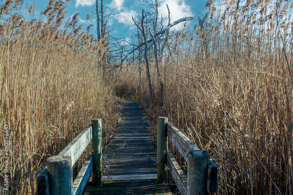 reeds on the bank of lake reeds on the bank of lake