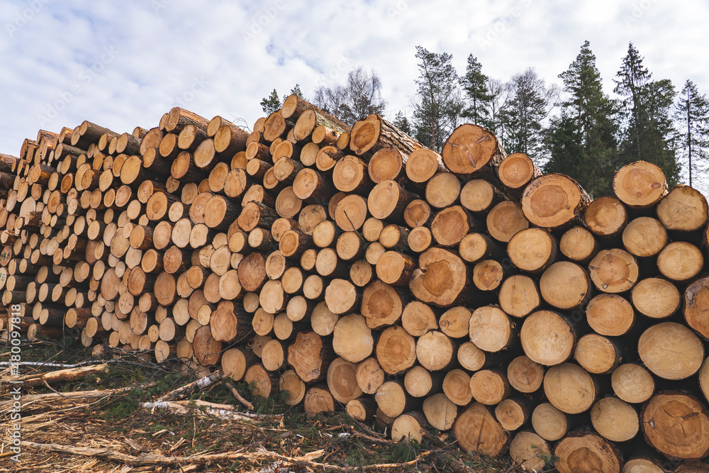 Woodpile fresh cut pine logs at sawmill factory. Big stack of tree trunks at wood production lumber mill. Processing timber material at wood construction warehouse. Chopped firewood stumps. Forestry Woodpile fresh cut pine logs at sawmill factory. Big stack of tree trunks at wood production lumber mill. Processing timber material at wood construction warehouse. Chopped firewood stumps. Forestry