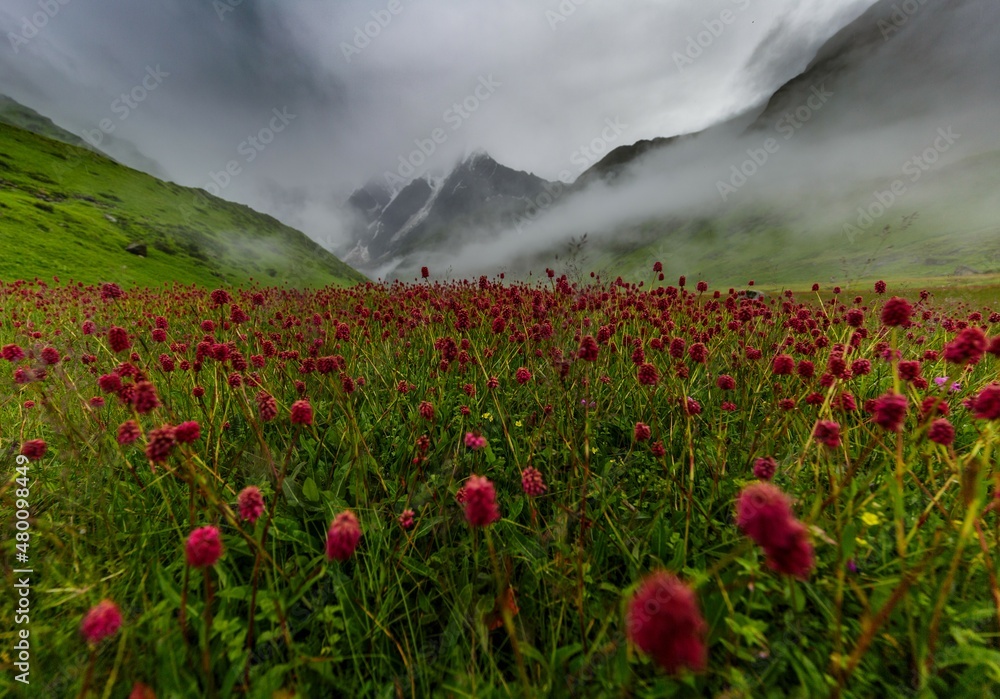 poppies in the mountains