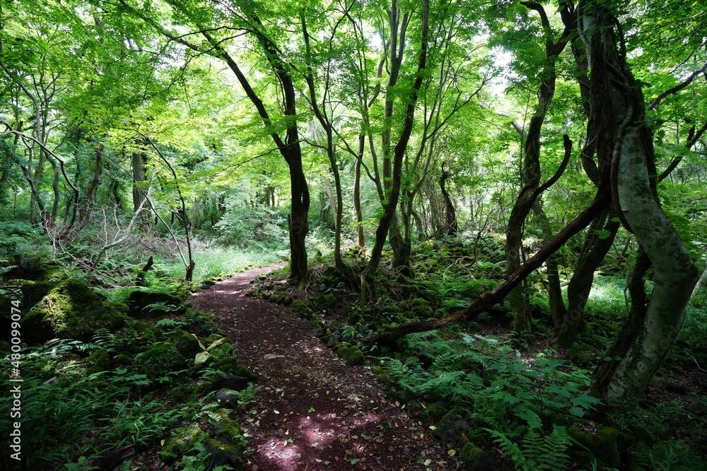 a lively summer forest in the sunlight a lively summer forest in the sunlight