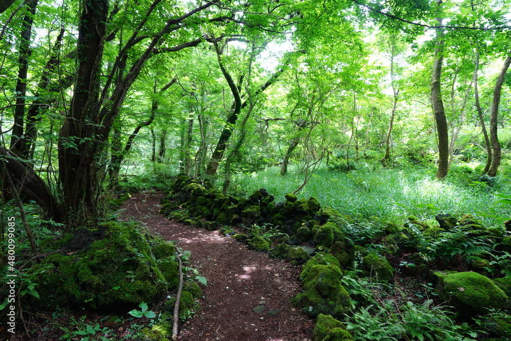Fototapeta premium a lively summer forest in the sunlight