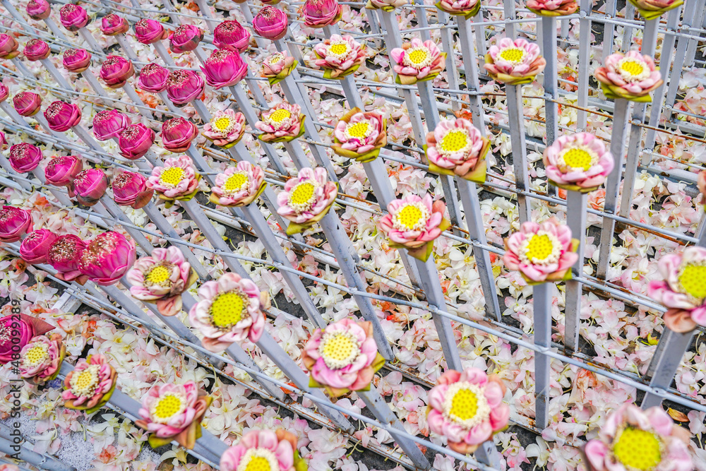 a lot fo pink and white lotus derate in flower event, for background or an idea for event and backdrop.