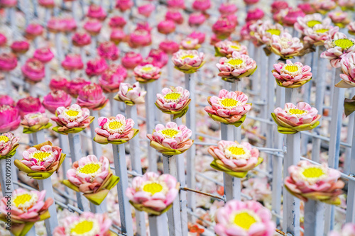 a lot fo pink and white lotus derate in flower event, for background or an idea for event and backdrop. photo