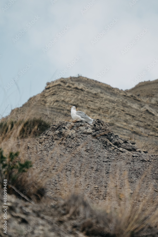 A white-gray gull sits on a hill among the sand