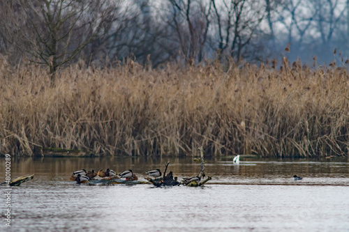 Fototapeta Naklejka Na Ścianę i Meble -  geese at the river inn near kirchdorf at the border between austria and germany