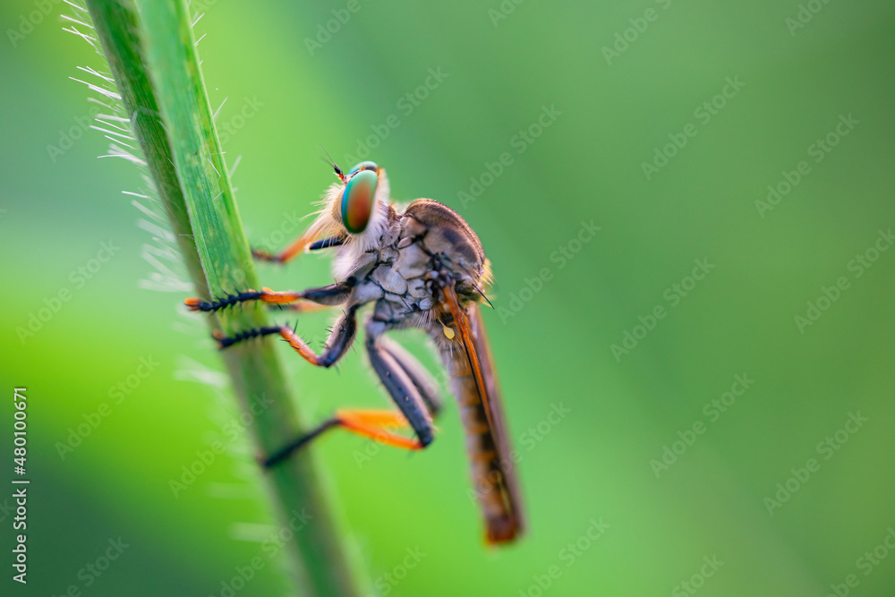predatory insect on bokeh background
can be used to copy space text predatory insect on bokeh background
can be used to copy space text