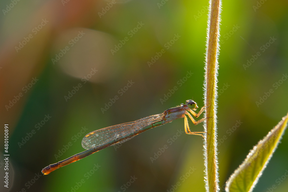 needle dragonfly on a leaf on a bokeh background
can be used to copy space text needle dragonfly on a leaf on a bokeh background
can be used to copy space text