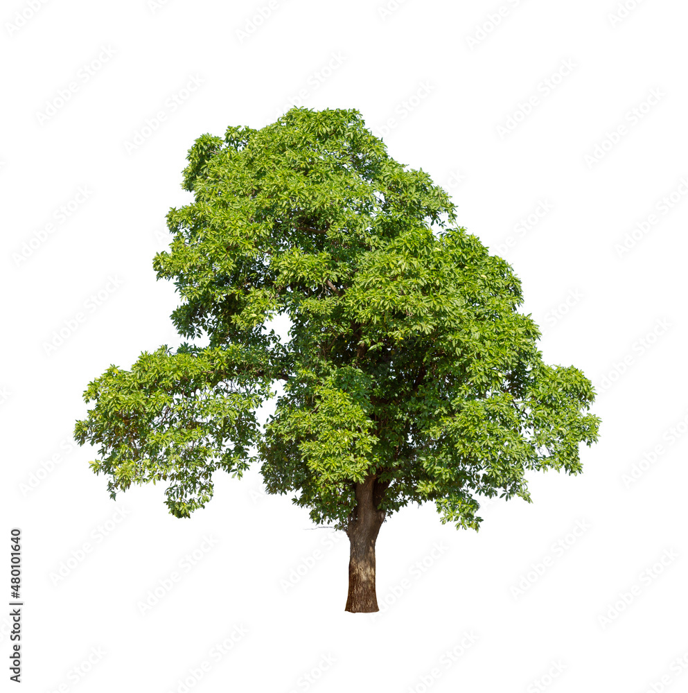Fototapeta premium Isolated tree on white background