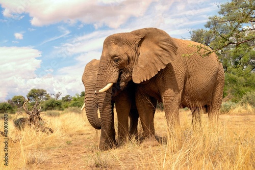 Two African Bush Elephants  in the grassland of Etosha National Park