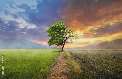 Environmental and global warming concepts, Live and dead big tree photo