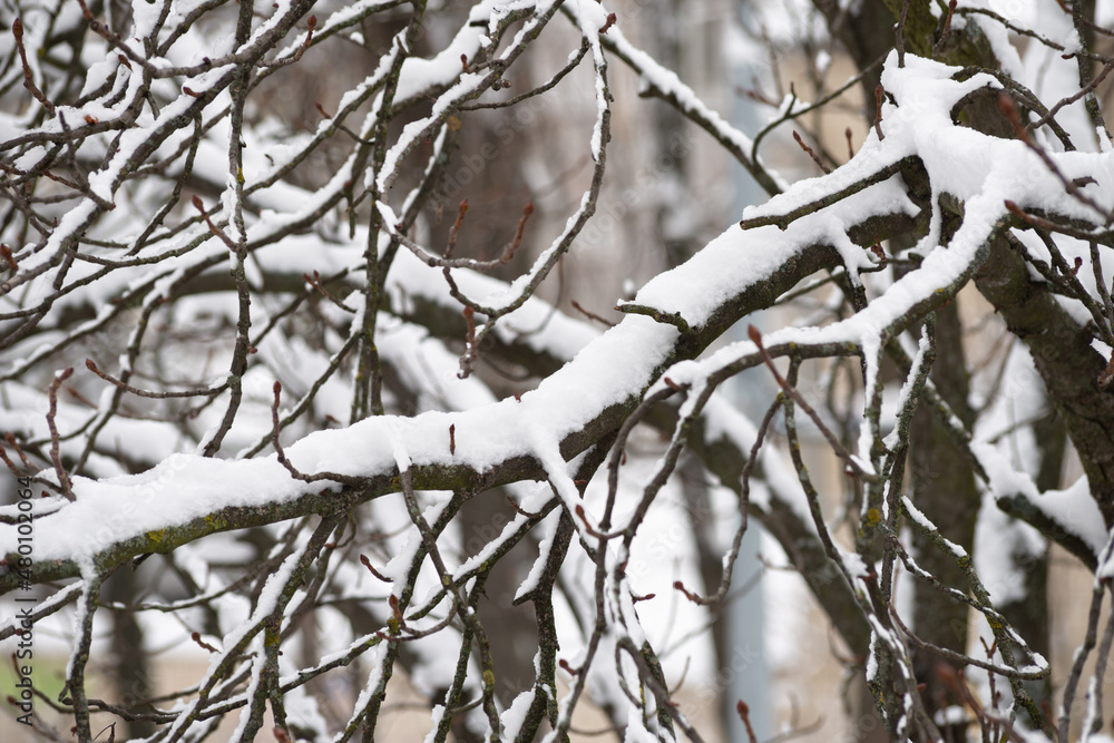 Closeup of a horse chestnut tree with buds covered by fresh snow on it during the cold winter, in Kiev, Ukraine Closeup of a horse chestnut tree with buds covered by fresh snow on it during the cold winter, in Kiev, Ukraine