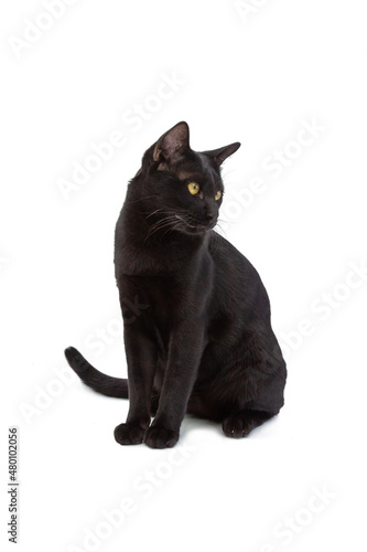 Isolated black cat with yellow eyes sitting on white background