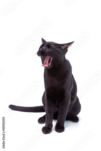 Black cat yawning isolated on white background
