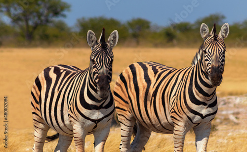 Wild african animals.  African Mountain Zebras standing  in grassland. Etosha National Park.