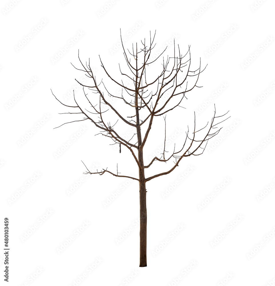 Isolated tree with no leaves or dead tree on white background Isolated tree with no leaves or dead tree on white background