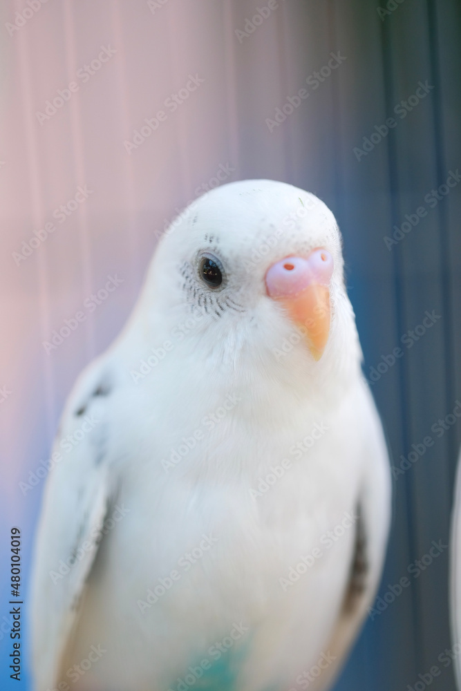 Obraz premium close up of a white dove