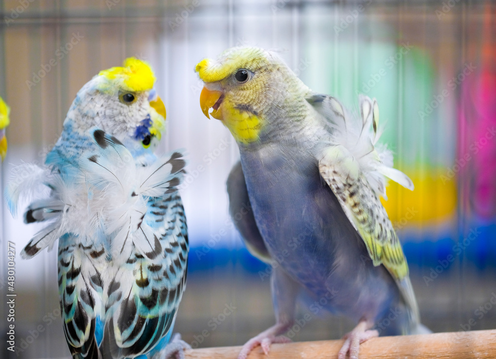 Naklejka premium blue and yellow macaw