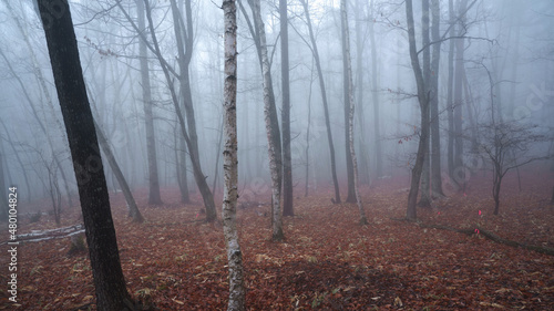 朝の霧の中で霞む落ち葉で敷き占められた林