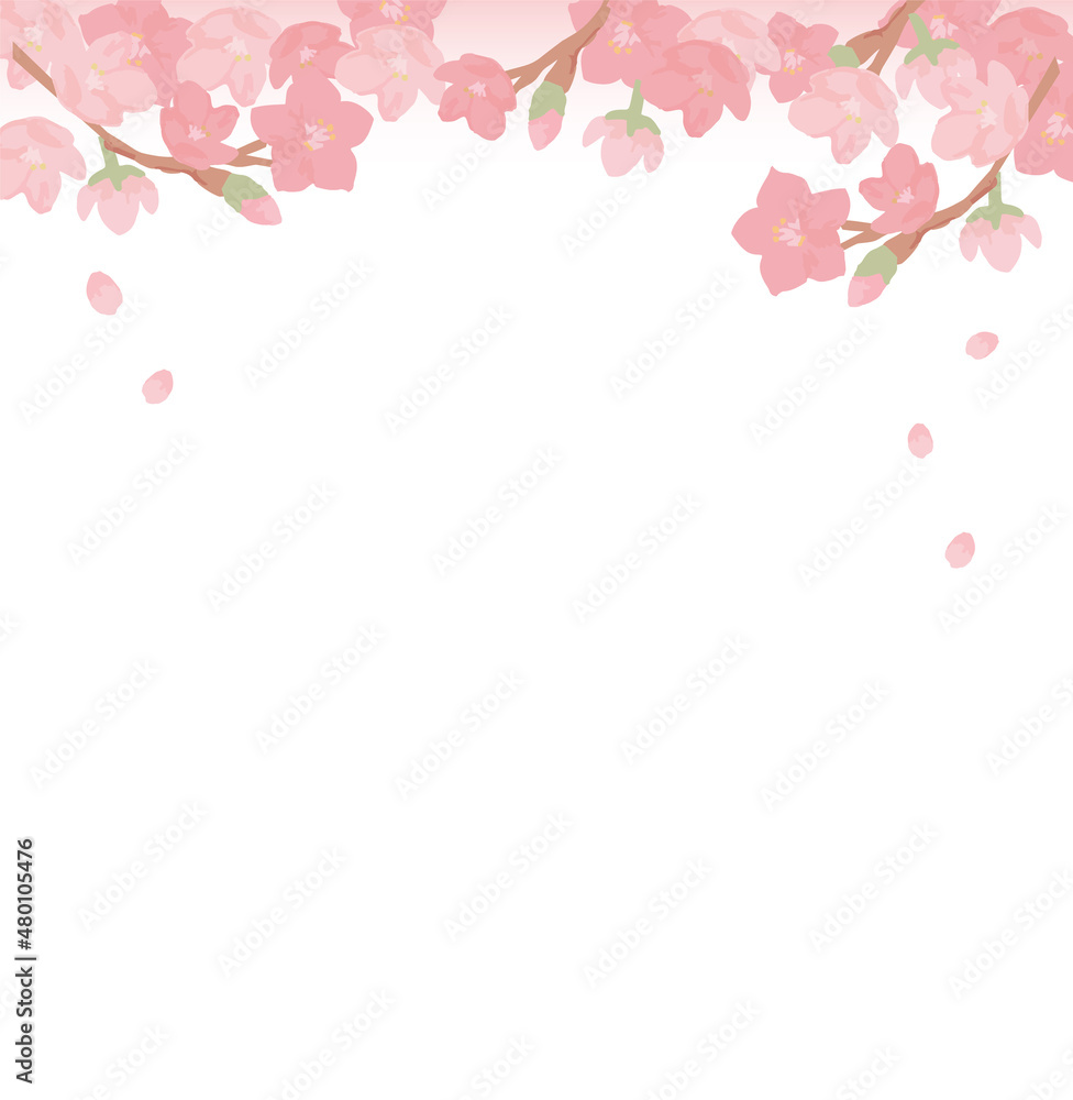 Cherry blossoms_ White back Cherry blossoms_ White back
