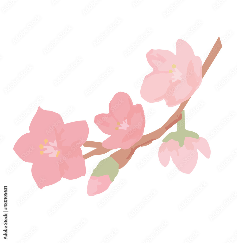 桜の花枝のイラスト