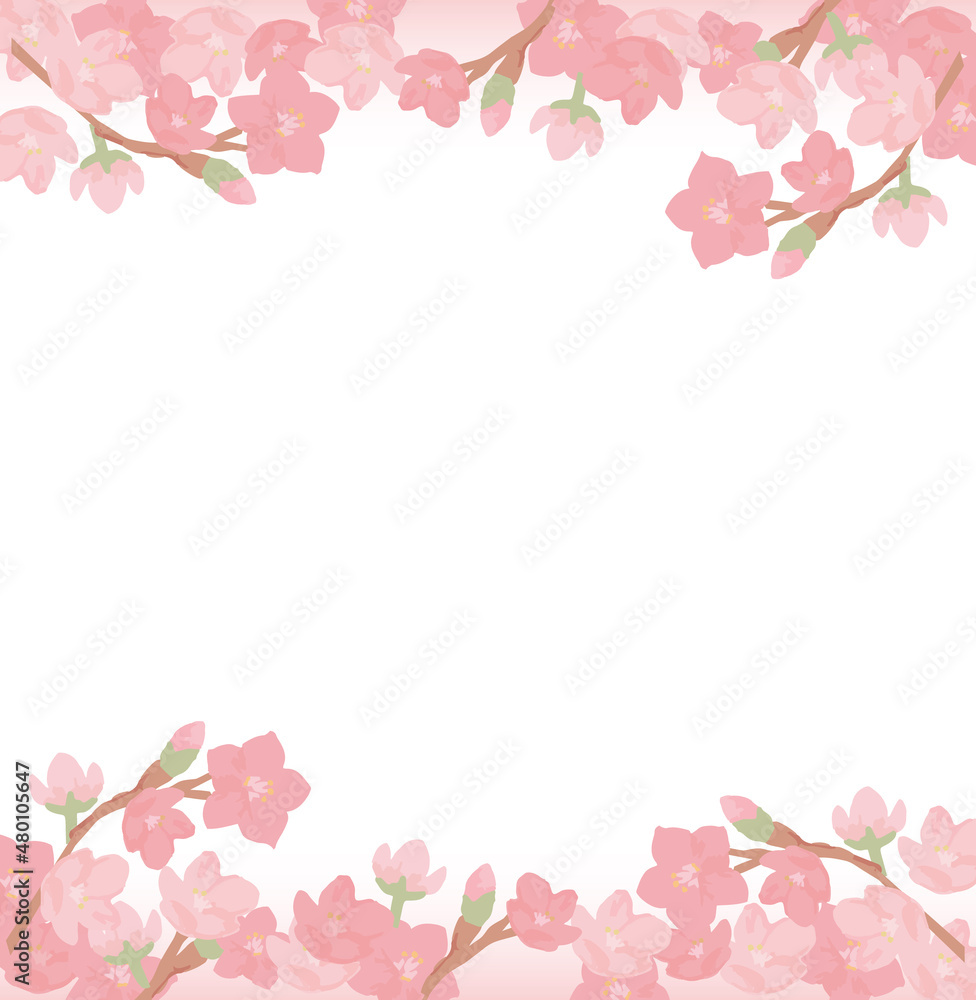 満開桜の背景素材_白バックコピースペースあり 満開桜の背景素材_白バックコピースペースあり