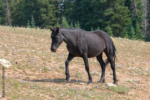 Young Black Wild Horse Mustang Stallion in the Pryor Mountains Wild Horse Refuge on the border of Montana in the United States © htrnr