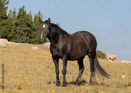 Black Wild Horse Stallion in the Pryor Mountains Wild Horse Refuge on the border of Montana in the United States © htrnr