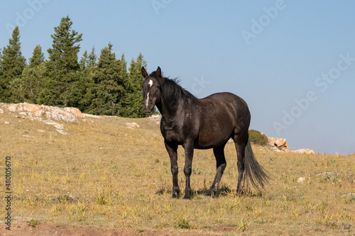 Black Wild Horse Mustang Stallion in the Pryor Mountains Wild Horse Refuge on the border of Montana in the United States © htrnr