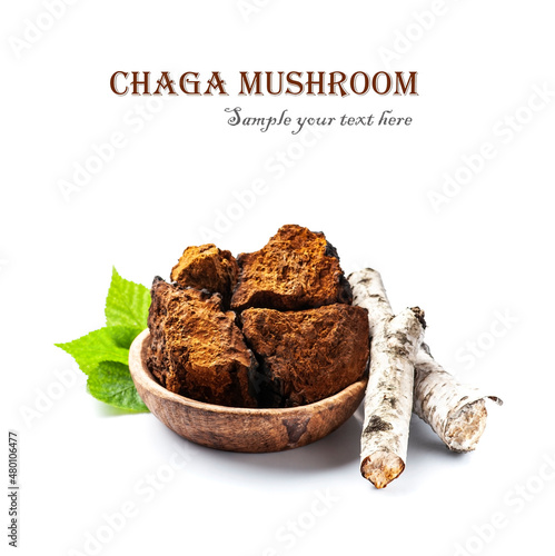 Chaga mushroom with branch  birch tree photo