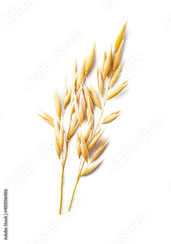Oat spike on white backgrounds