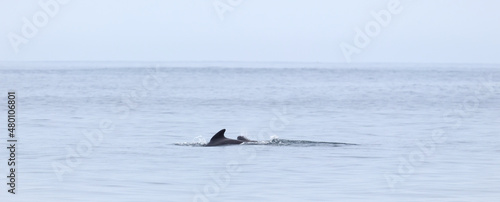 Pilot whale (Globicephala melas) with young calf breathing on the surface, Atlantic Ocean