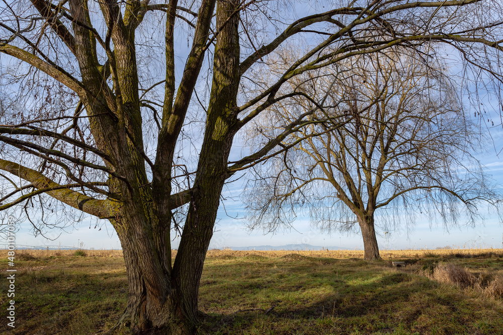 Salix babylonica. Weeping willow trees in winter without leaves. Salix babylonica. Weeping willow trees in winter without leaves.