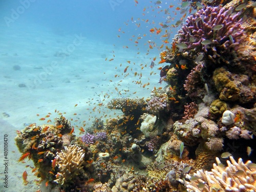 Beautiful colorful hard corals of the red sea and fish