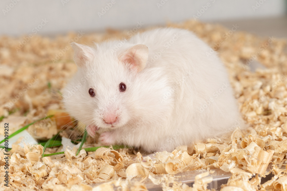 White hamster on wood chips White hamster on wood chips