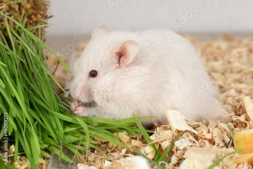 White hamster eating grass on wood chips