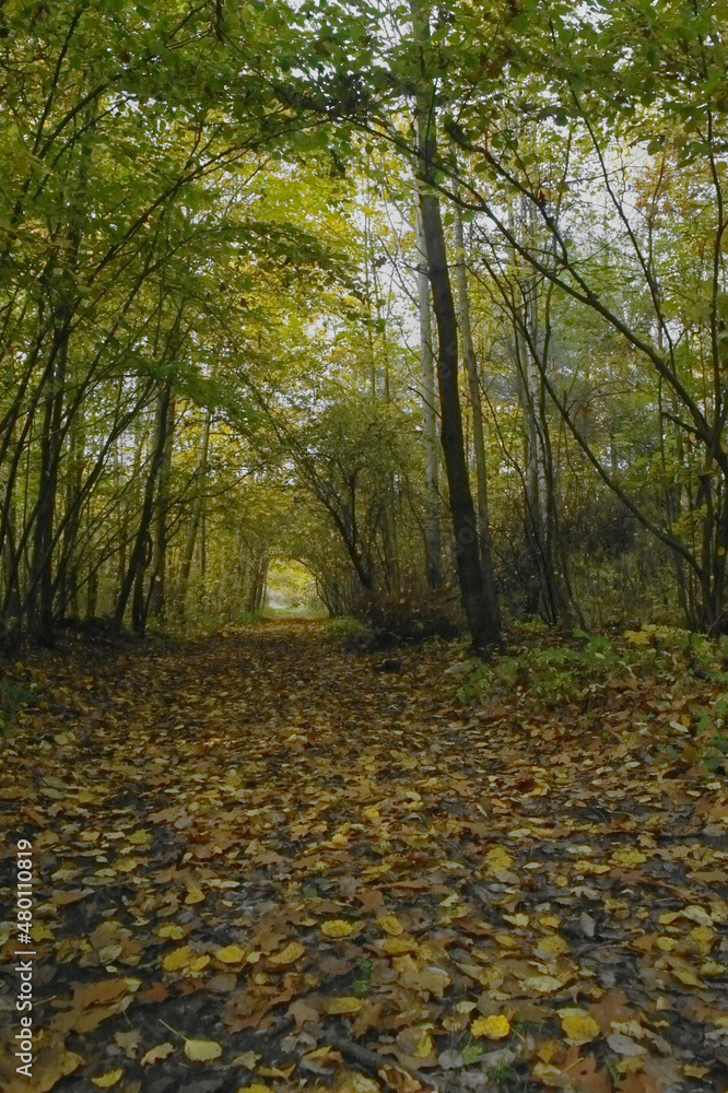 Obraz premium autumn forest in the Świętokrzyskie Mountains