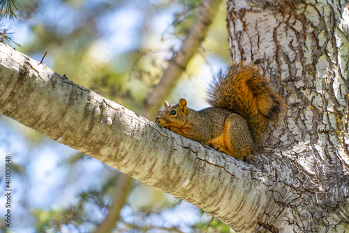 Eastern Fox Squirrel (Sciurus niger) resting on a branch.