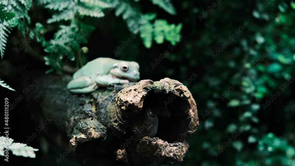 Obraz premium two neighboors 