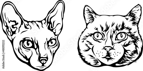 Vector cat isolated illustration. Black color on white background image.