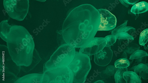 jellyfish in aquarium 3 © Mark