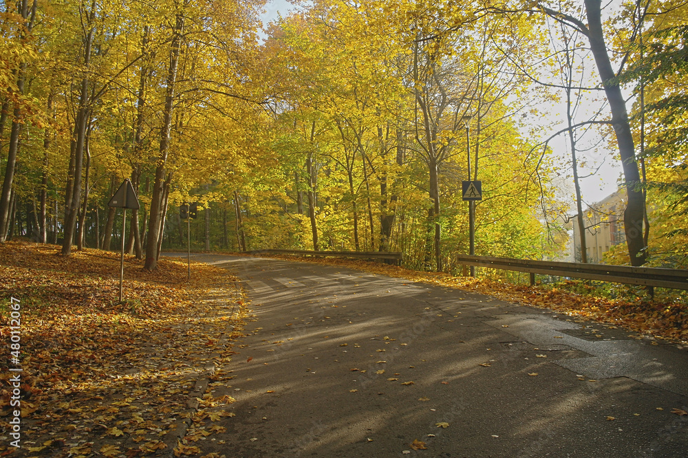 Naklejka premium autumn forest in the Świętokrzyskie Mountains