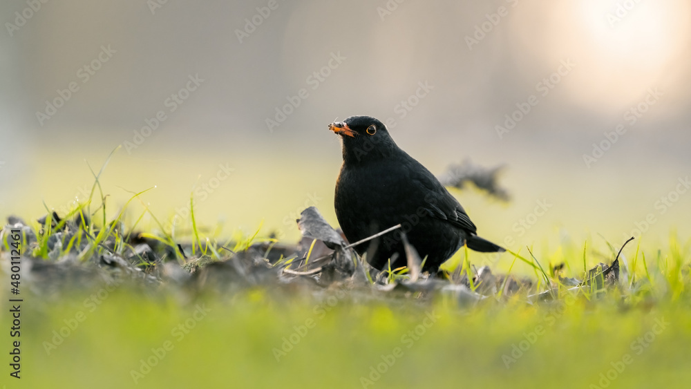 Amsel (Turdus merula) auf einer grünen Wiese Amsel (Turdus merula) auf einer grünen Wiese
