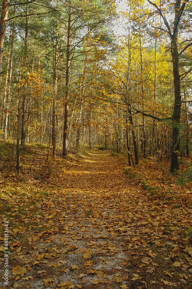 autumn forest in the Świętokrzyskie Mountains autumn forest in the Świętokrzyskie Mountains