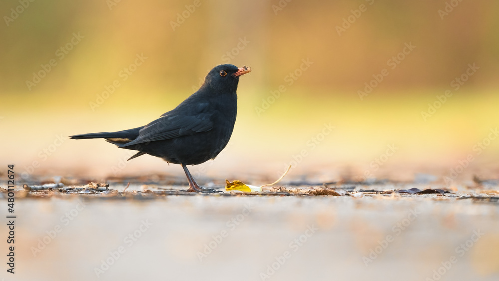 Amsel (Turdus merula) im Sonnenaufgang, Herbst Amsel (Turdus merula) im Sonnenaufgang, Herbst